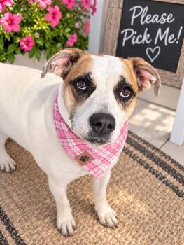 Gypsy -  Retriever and Hound Dog for Adoption in Mount Laurel Township, New Jersey - Gypsy | PetCurious
