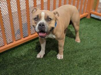 MR. GROVER -  Pit Bull Terrier Dog for Adoption in Las Vegas, Nevada - MR. GROVER | PetCurious