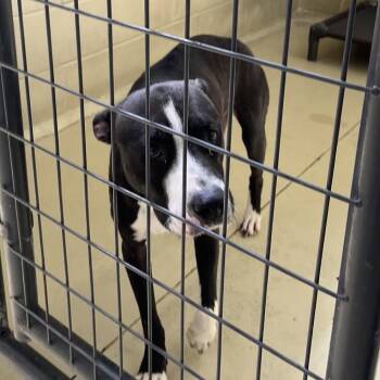 Miss Agatha -  Pit Bull Terrier and Black Labrador Retriever Dog for Adoption in Clarksville, Virginia - Miss Agatha | PetCurious