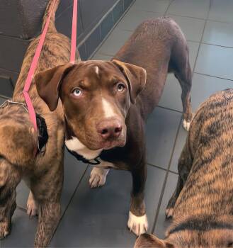 Rescue Mixed Breed Dogs for Adoption in Nashville, Tennessee - Mako | PetCurious