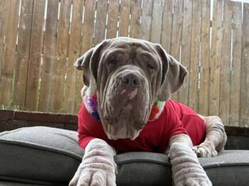 Rufus -  Dogue De Bordeaux Dog for Adoption in Portland, Oregon - Rufus | PetCurious