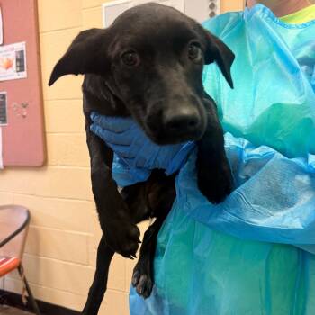 Georgia -  Mixed Breed Dog for Adoption in Corinth, Mississippi - Georgia | PetCurious