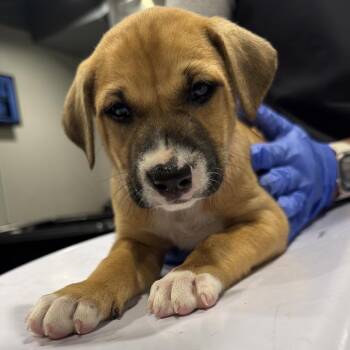 Honey -  Hound and Mixed Breed Dog for Adoption in Tampa, Florida - Honey | PetCurious