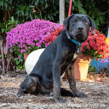 Rescue Labrador Retriever Dogs for Adoption in Wake Forest, North Carolina - Laguna | PetCurious