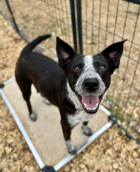 Nonie -  Australian Cattle Dog Blue Heeler Dog for Adoption in Gulfport, Mississippi - Nonie | PetCurious
