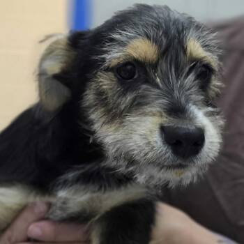 Terrier and Mixed Breed Dogs Available for Adoption in Huntsville, Alabama - Dude | PetCurious