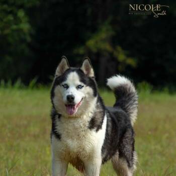 Rescue Husky Dogs for Adoption in Henderson, Kentucky - Libby | PetCurious