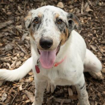 Reggie -  Australian Cattle Dog Blue Heeler and Mixed Breed Dog for Adoption in Wimberley, Texas - Reggie | PetCurious