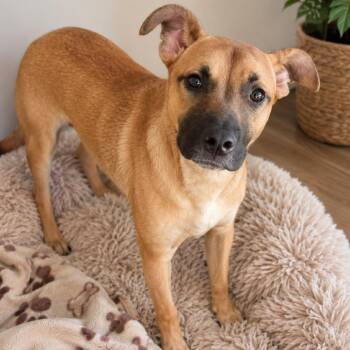 Lolita -  Black Mouth Cur and Terrier Dog for Adoption in San Diego, California - Lolita | PetCurious