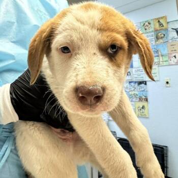 Tron -  Mixed Breed Dog for Adoption in Taos, New Mexico - Tron | PetCurious