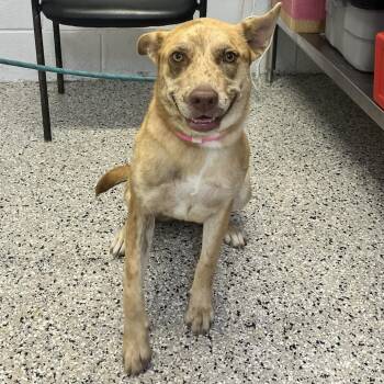 Honey -  Catahoula Leopard Dog and Labrador Retriever Dog for Adoption in Hattiesburg, Mississippi - Honey | PetCurious
