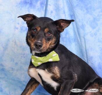Terrier Dogs Available for Adoption in Pittsboro, North Carolina - Raider | PetCurious