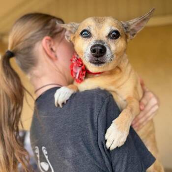 Trinity -  Chihuahua Dog for Adoption in Ramona, California - Trinity | PetCurious