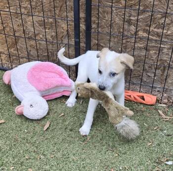 Itsy -  Labrador Retriever and Australian Cattle Dog Blue Heeler Dog for Adoption in Apache Junction, Arizona - Itsy | PetCurious