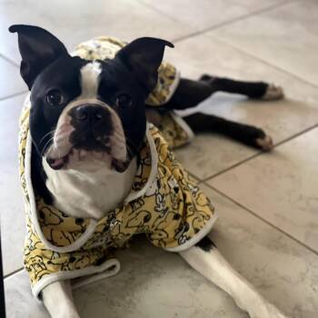 Boston Terrier Dogs Available for Adoption in San Mateo, California - Mayo | PetCurious