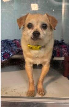 Pineapple -  Chihuahua and Maltese Dog for Adoption in Heber City, Utah - Pineapple | PetCurious