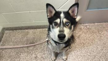 OMAHA -  Siberian Husky Dog for Adoption in Pueblo, Colorado - OMAHA | PetCurious