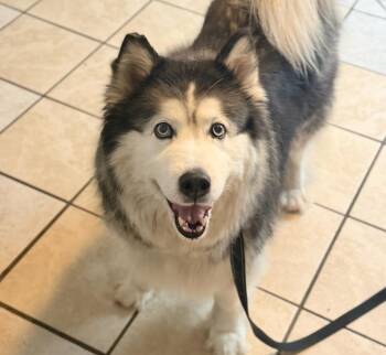 Alaskan Malamute Dogs Available for Adoption in Du Quoin, Illinois - LILY | PetCurious