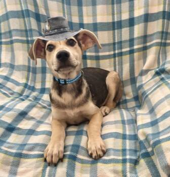 Shepherd and Labrador Retriever Dogs Available for Adoption in Corona, California - Marston | PetCurious