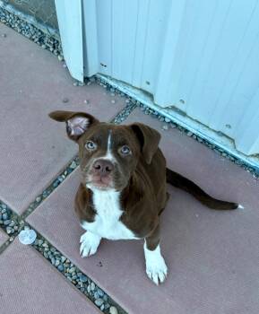 Labrador Retriever Dogs Available for Adoption - Arizona | PetCurious