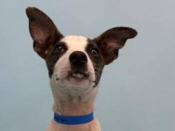 Soren -  Australian Kelpie and Mixed Breed Dog for Adoption in Minneapolis, Minnesota - Soren | PetCurious