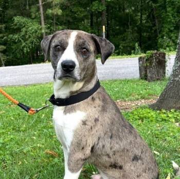 Rescue Catahoula Leopard Dog Dogs for Adoption in Washington, District Of Columbia - Tatum | PetCurious