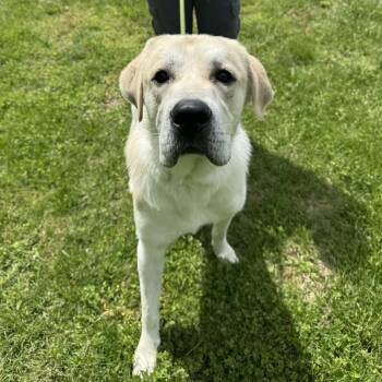 Mixed Breed Dogs Available for Adoption in Edwardsville, Illinois - Ol
