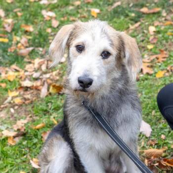 Rescue Terrier and Beagle Dogs for Adoption in West Grove, Pennsylvania - Alice (Female) | PetCurious