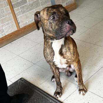 Meteora -  Mixed Breed Dog for Adoption in Davenport, Iowa - Meteora | PetCurious
