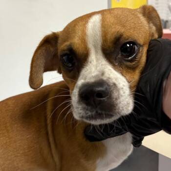 Blaze -  Chihuahua Dog for Adoption in Yuma, Arizona - Blaze | PetCurious