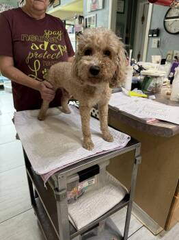 Cavalier King Charles Spaniel and Poodle Dogs Available for Adoption in Benton, Louisiana - Chouteau (NOT YET AVAILABLE) | PetCurious