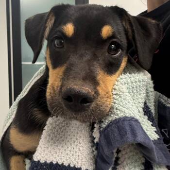 Hobbes -  Labrador Retriever and Mixed Breed Dog for Adoption in Abilene, Texas - Hobbes | PetCurious