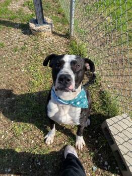 Rescue American Staffordshire Terrier Dogs for Adoption in Silsbee, Texas - Boulder #A-137073 | PetCurious