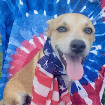 Cabby -  Corgi Dog for Adoption in Austin, Texas - Cabby | PetCurious