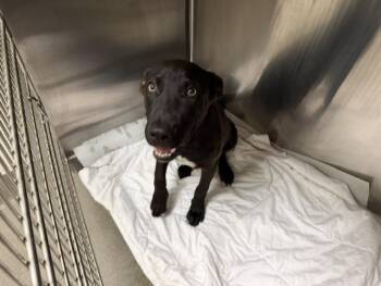 Labrador Retriever and Mixed Breed Dogs Available for Adoption in Doral, Florida - FLIK | PetCurious