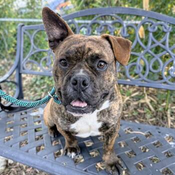 Pit Bull Terrier Dogs Available for Adoption - Baobab | PetCurious