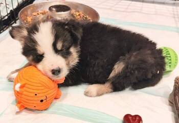 Roy Kent-Ted Lasso Litter -  Mixed Breed Dog for Adoption in Columbus, Ohio - Roy Kent-Ted Lasso Litter | PetCurious
