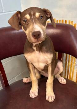Lil Girl -  Mixed Breed Dog for Adoption in Ocala, Florida - Lil Girl | PetCurious