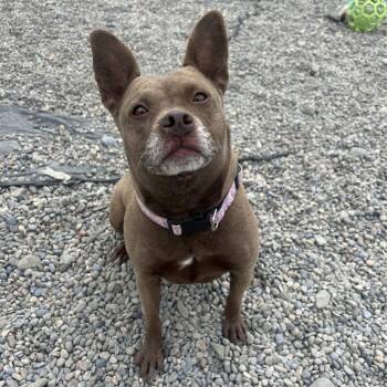 Mixed Breed Dogs Available for Adoption in Binghamton, New York - Viola | PetCurious