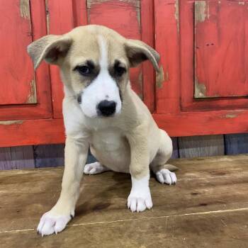Mixed Breed Dogs Available for Adoption in Midland, Texas - FWT Xena | PetCurious