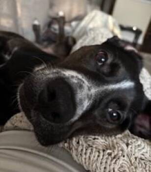 Rescue Black Labrador Retriever Dogs for Adoption in Miamitown, Ohio - Onyx | PetCurious