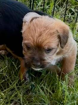 Border Terrier and Schnauzer Dogs Available for Adoption - Darryl | PetCurious