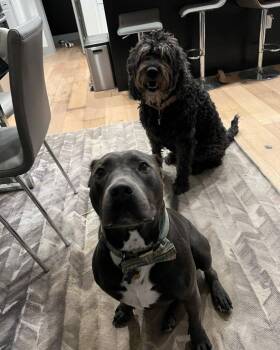 Pit Bull Terrier Dogs Available for Adoption - Logan | PetCurious