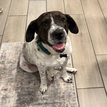 Mixed Breed and English Pointer Dogs Available for Adoption - Birdie | PetCurious