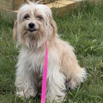 Havanese Dogs Available for Adoption in Ennis, Texas - Barbie | PetCurious