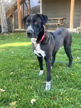 QUINCY -  Pointer Dog for Adoption in Broomfield, Colorado - QUINCY | PetCurious