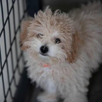 Dobby (AG26-190) -  Poodle and Bichon Frise Dog for Adoption in Peyton, Colorado - Dobby (AG26-190) | PetCurious