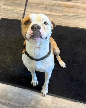 Rex -  Mixed Breed Dog for Adoption in Lagrange, Indiana - Rex | PetCurious