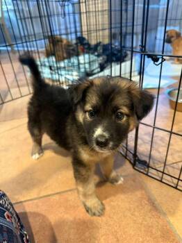 DUTCH -  Labrador Retriever and Border Collie Dog for Adoption in Discovery Bay, California - DUTCH | PetCurious