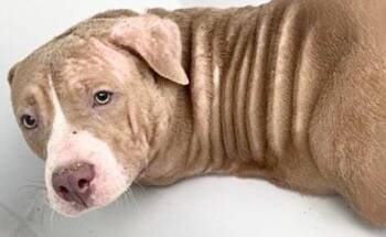 A658213 -  American Bulldog and Pit Bull Terrier Dog for Adoption in Houston, Texas - A658213 | PetCurious